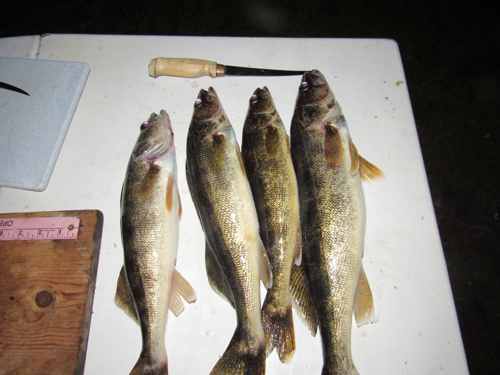Walleye